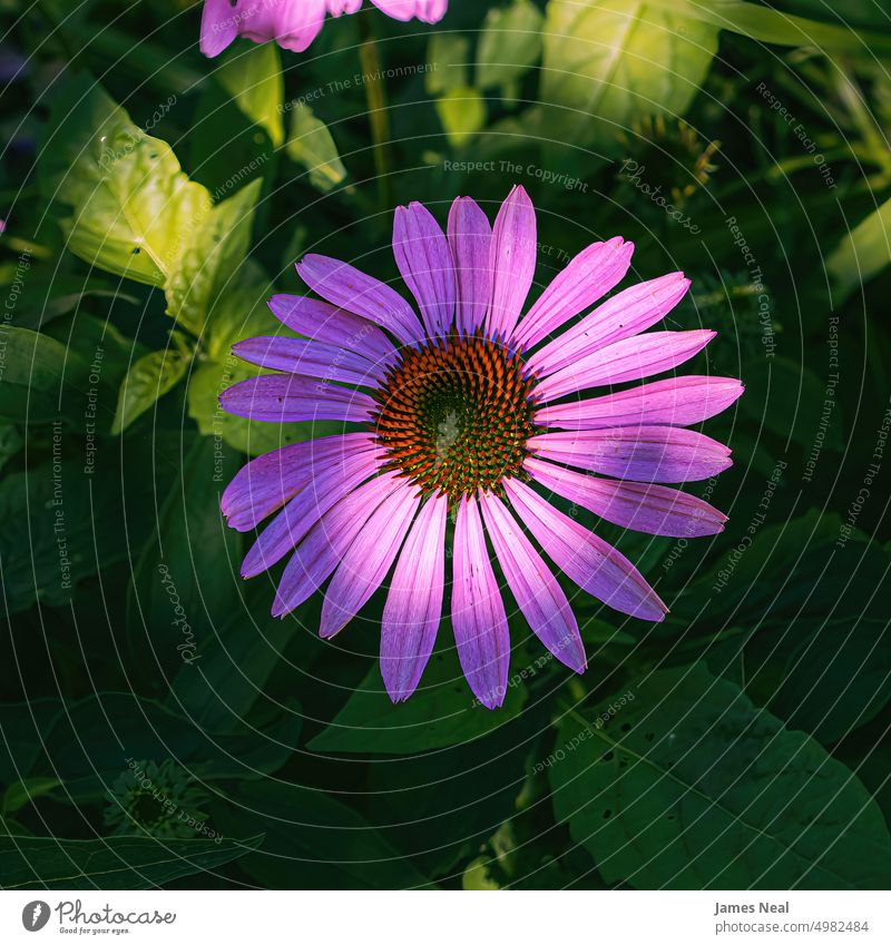 Über einem violetten Sonnenhut im Garten Frühling Farbe Natur Blatt Tag Botanik Purpurkoniferen Pflanze mehrjährig Zapfen natürlicher Zustand Blütenkopf