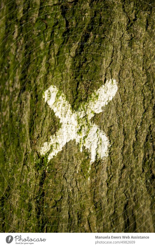 Ein Baumstamm, der mit einem weißen X markiert wurde markierung baum baummarkierung holzfällung abholzung zeichen x umweltschutz waldsterben baumsterben