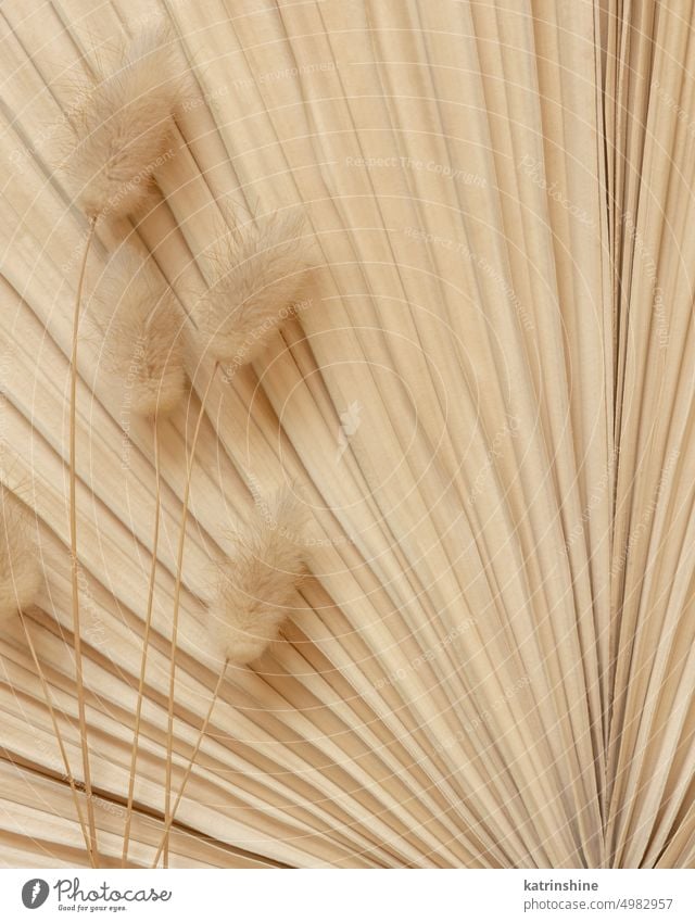Trockenes beigefarbenes Palmblatt und Hasenschwanzgras in der Draufsicht, natürlicher böhmischer Bakground Bohemien Hochzeit Hintergrund Handfläche Blatt