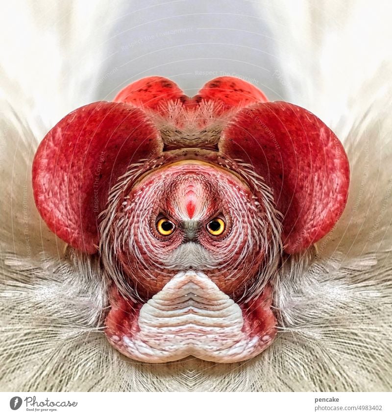seltsam | komischer vogel Fabelwesen Tier Gesicht Ohren Huhn Phantasie Wesen Geist kreativ Kreativität Figur geheimnisvoll außergewöhnlich lustig Monster