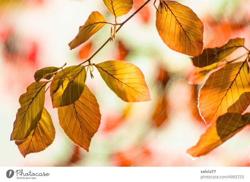 Buchenblätter mit Herbstfärbung leuchten im Gegenlicht Blatt Färbung herbstlich Zweig leuchtend Jahreszeiten Menschenleer Farbfoto Natur Pflanze gelb braun rot
