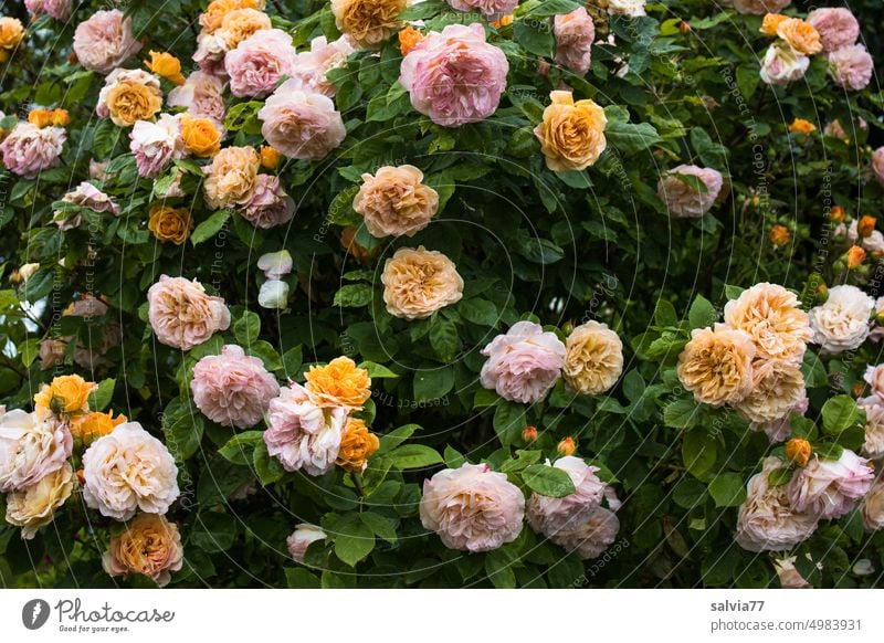 Rosenstrauch mit gelben und rosa Blüten Rosenblüten blühend Blume Duft Garten Menschenleer Farbfoto Sommer schön Strauchrose Rosenblätter Natur Pflanze Romantik