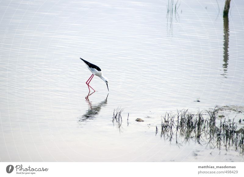Stelzenläufer auf Beutesuche Natur Landschaft Tier Wasser Himmel Sommer Seeufer "s’Albufera Nationalpark Mallorca" Vogel Flügel 1 fangen Fressen Jagd laufen