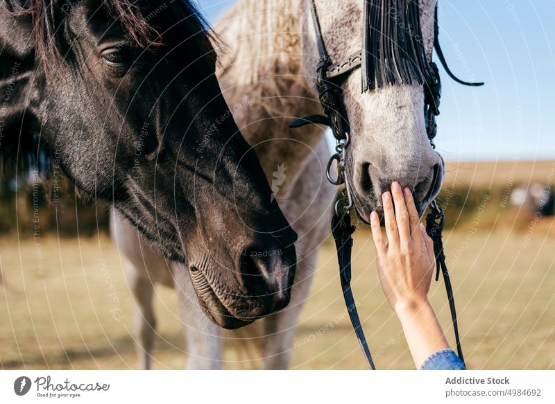Hand streichelt schönes Pferd berührend Frau Streicheln Zusammensein anonym Tier jung pferdeähnlich Natur Freund Freizeit romantisch Land Lifestyle Stil