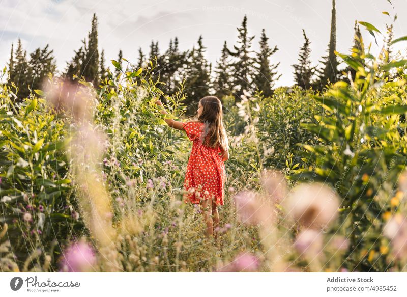 Kleines Mädchen spaziert auf einem Feld an einem sonnigen Tag laufen Sommer Natur Korb Aufregung Blume abholen Energie Kindheit bezaubernd Feiertag natürlich