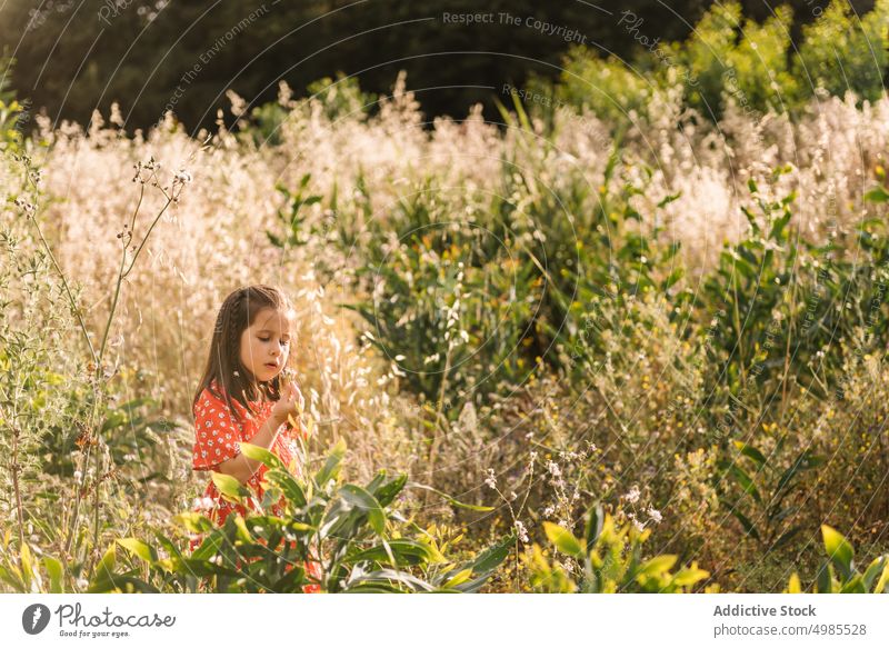 Kleines Mädchen spaziert auf einem Feld an einem sonnigen Tag laufen Sommer Natur Aufregung Blume Energie Kindheit bezaubernd Feiertag natürlich Lifestyle
