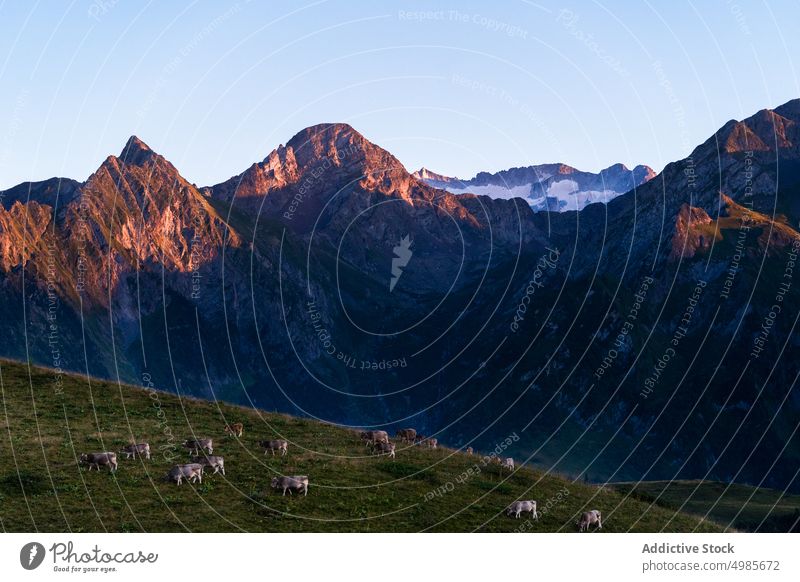 Weidende Kühe in einem malerischen Gebirgstal Berge u. Gebirge Kuh Hochland spektakulär weiden Rind ländlich Landschaft grasbewachsen Bauernhof Pyrenäen Spanien