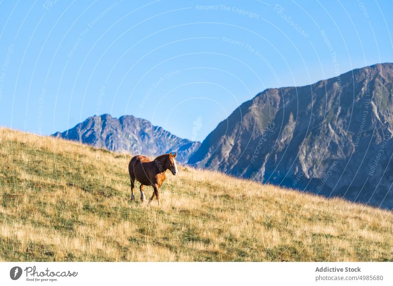 Weidende Pferde in einem malerischen Gebirgstal Berge u. Gebirge Hochland spektakulär weiden ländlich Landschaft grasbewachsen Bauernhof Pyrenäen Spanien Tal
