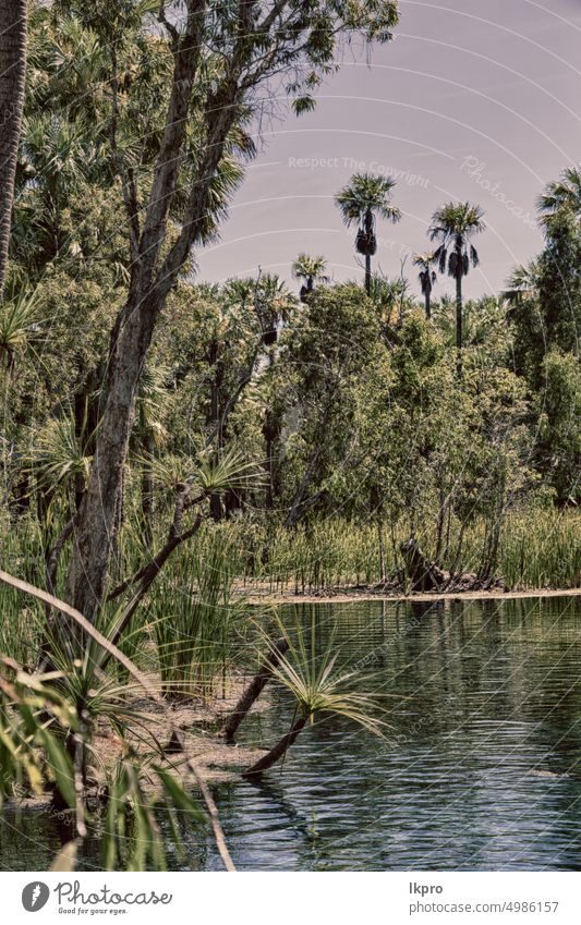 in der Natur die Palme und der See Mataranka Fluss Australien Wald Park Federn nördlich Pool Wasser heiß bitter grün Handfläche schön blau Farbe natürlich