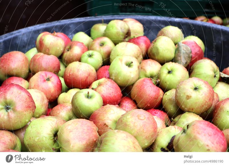 Viele frisch gepflückte nasse Äpfel liegen in einem Behälter Apfelernte Obst Frucht lecker gesund viele Lebensmittel saftig vitaminreich Ernährung natürlich