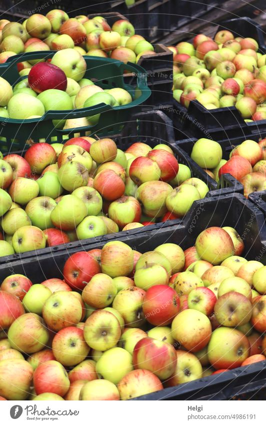Apfelernte - viele frisch geerntete Äpfel stehen in Kisten bereit zur Entsaftung reif lecker gesund Herbst Frucht sortiert Lebensmittel Ernte natürlich