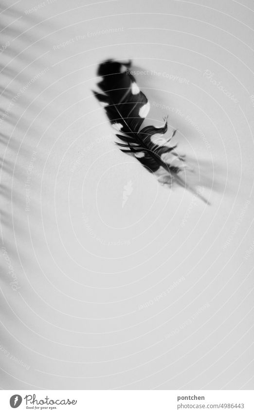 Eine schwarz weiße, gefleckte, Feder liegt auf einem weißen Blatt Papier natur papier vogelfeder Nahaufnahme Schwarz-weiß Tie Schwarzweißfoto