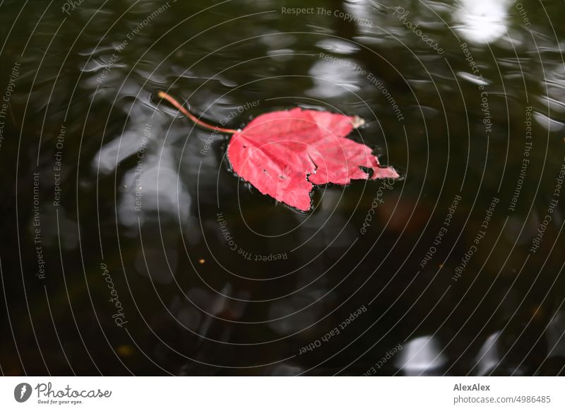 HH Tour Unbenannte Straße | Ein einzelnes, rotes Blatt liegt in einem Wasserkübel Laub Herbst Spiegelung Reflexion Baum Natur Friedhof Detailaufnahme