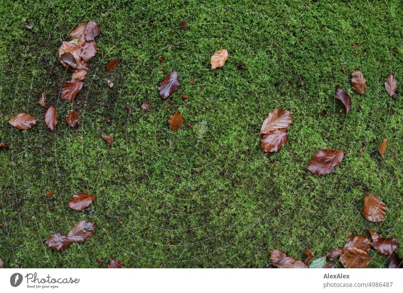 HH Tour Unbenannte Straße | braune Blätter auf weichem, grünen Moos Laub Laubblätter Pflanzen Rasen Wiese Draufsicht Herbst fecht Feuchte Natur Herbstlaub