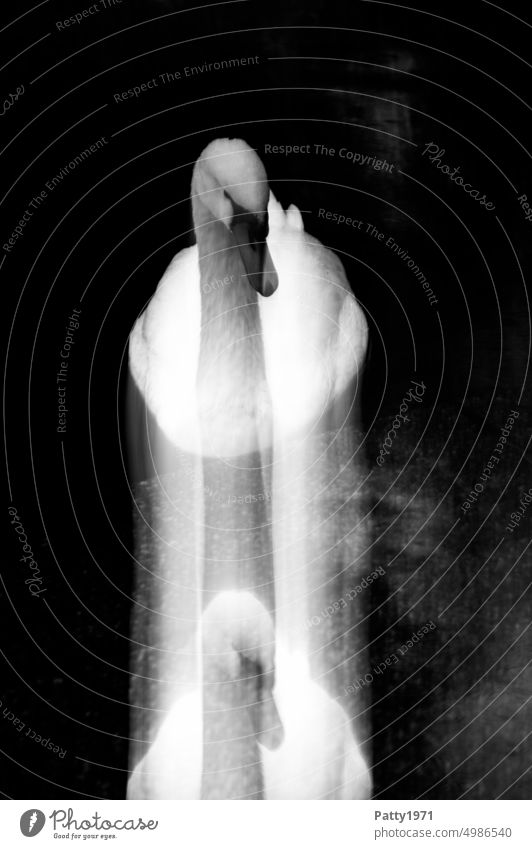 Schwan in abstrakter, bewegungsunscharfer ICM-Technik Bewegungsunschärfe verschwommen abstrakte Fotografie geheimnisvoll dunkel Schwarzweißfoto Vogel Tier