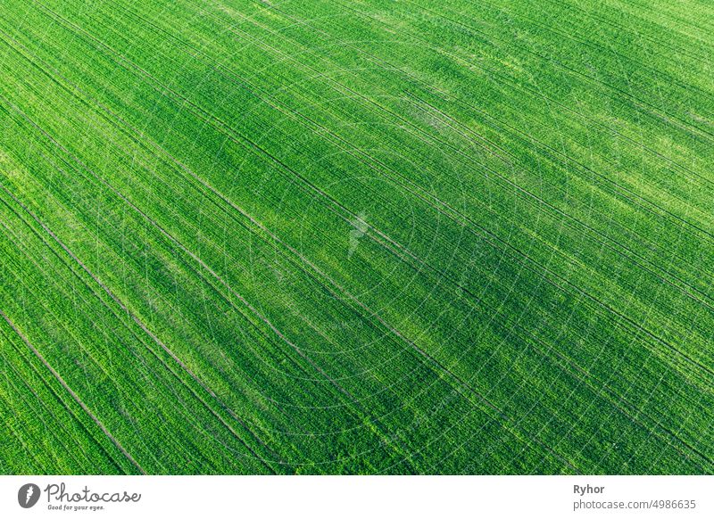 Aerial View Green Spring Field Landschaft mit Trails Linien. Flat View of Natural Summer Green Meadow Grass Background . Top View of Field With Growing Young Green Wheat. Drone Ansicht. Vogelperspektive