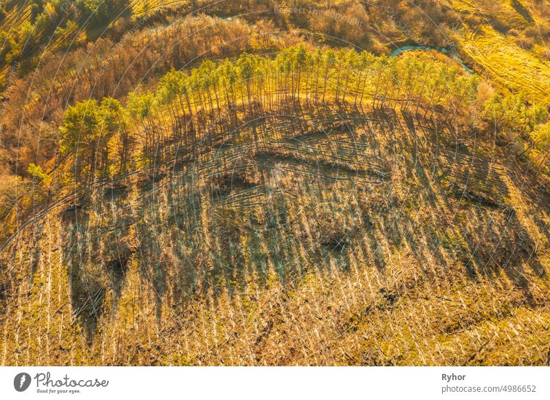 Luftaufnahme Grüner Wald in Abholzung Bereich Landschaft. Top View of Shadows From Woods Trunks. Wachsende Wald. European Nature From High Attitude In Autumn Season. Drone Ansicht. Vogelperspektive