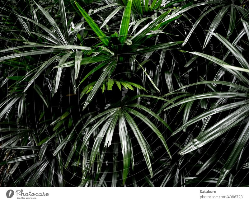 Frische Palmblätter Oberfläche in dunklen Ton als rife Wald Hintergrund grün Blatt Natur Handfläche Muster Pflanze geblümt tropisch fruchtbar weit verbreitet