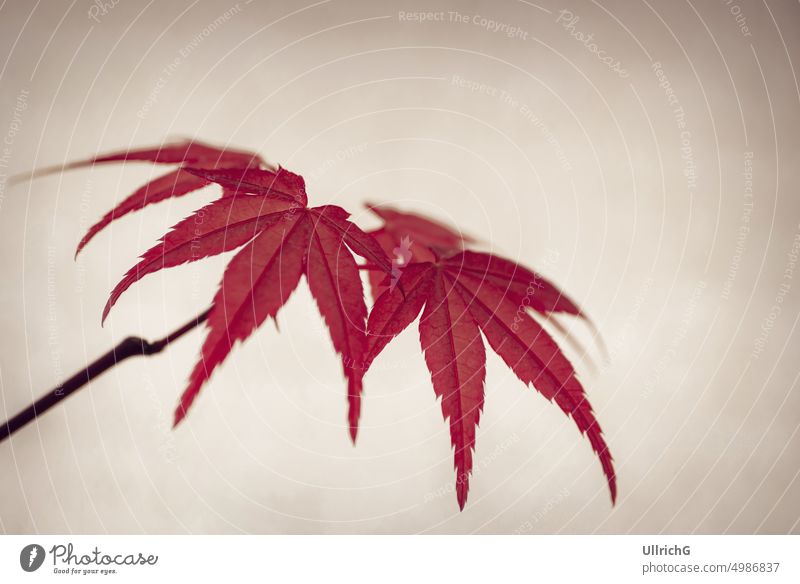 Nahaufnahme einer Gruppe von Blättern eines Bonsais des Japanischen Fächerahorns, Acer palmatum Deshojo Ahorn Japanischer Ahorn Blatt Haufen organisch Pflanze