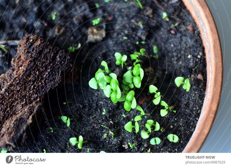Betreutes Wohnen | Basilikum Keimlinge auf dunkler Erde mit einem Stück Baumrinde in Terrakotta Topf ausgesät Jungpflanzen Aussaat grün Wachstum jung klein
