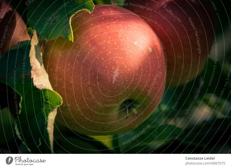 Roter Apfel, am Baum hängend Apfelbaum Garten Natur Frucht rot frisch Gesundheit grün saftig lecker Herbst süß sauer ernten reif Ernte Reifezeit Apfelernte