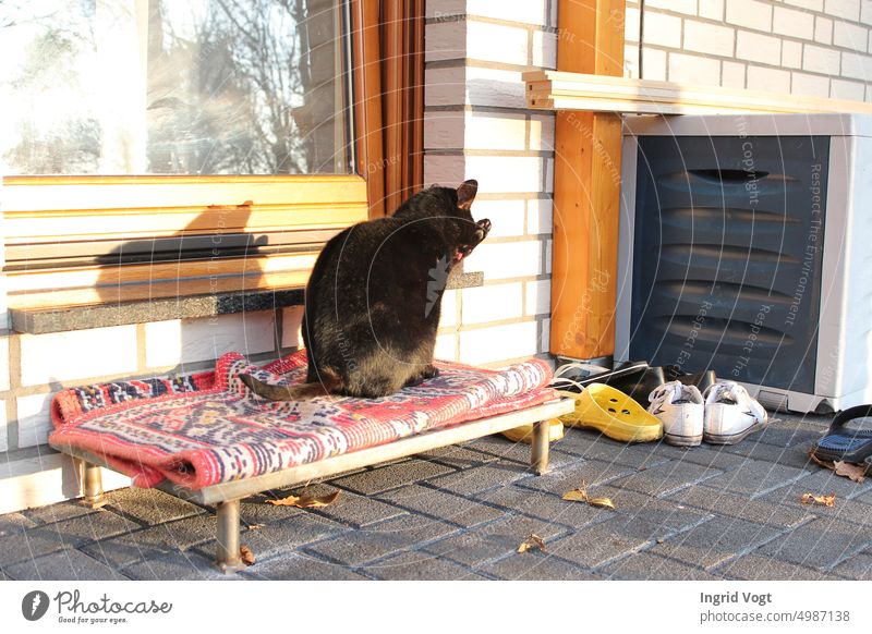 Katze sitzt in der Sonne auf der Terrasse und putzt sich die Pfote schwarze Katze Fell Kater Haustier Teppich Chaos draußen Schuhe