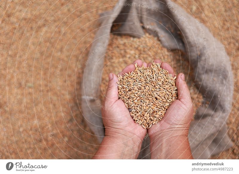 Weizenkörner in einer Hand nach guter Ernte von erfolgreichem Landwirt. Hände des Landwirts Pürieren und Sieben Weizenkörner in einem Jutesack. Landwirtschaft Konzept. Geschäftsmann prüft die Qualität des Weizens.