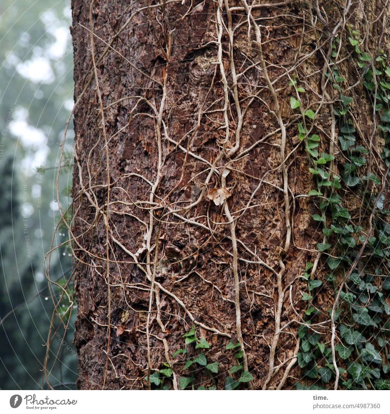 Unnamed Roads | anhänglich Efeu Baum ranken klettern besiedeln Kolonialismus Symbiose ausgezehrt überwuchert Natur Botanik blatt grün wald park natürlich Umwelt