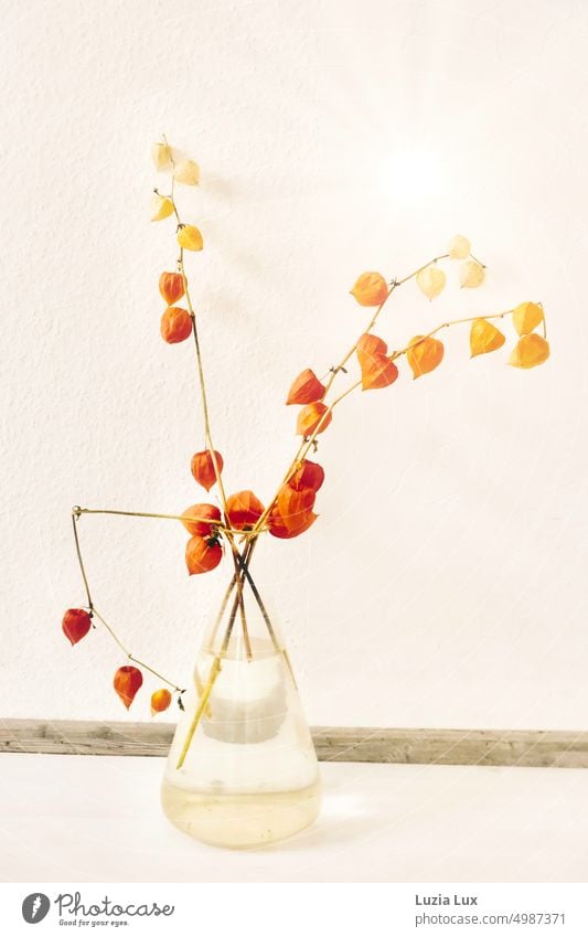 Lampionblumen, Zweige in einer Vase Physalis Blasenkirschen Herbst herbstlich orange Vergänglichkeit Natur Dekoration & Verzierung Blüte Physalis alkekengi