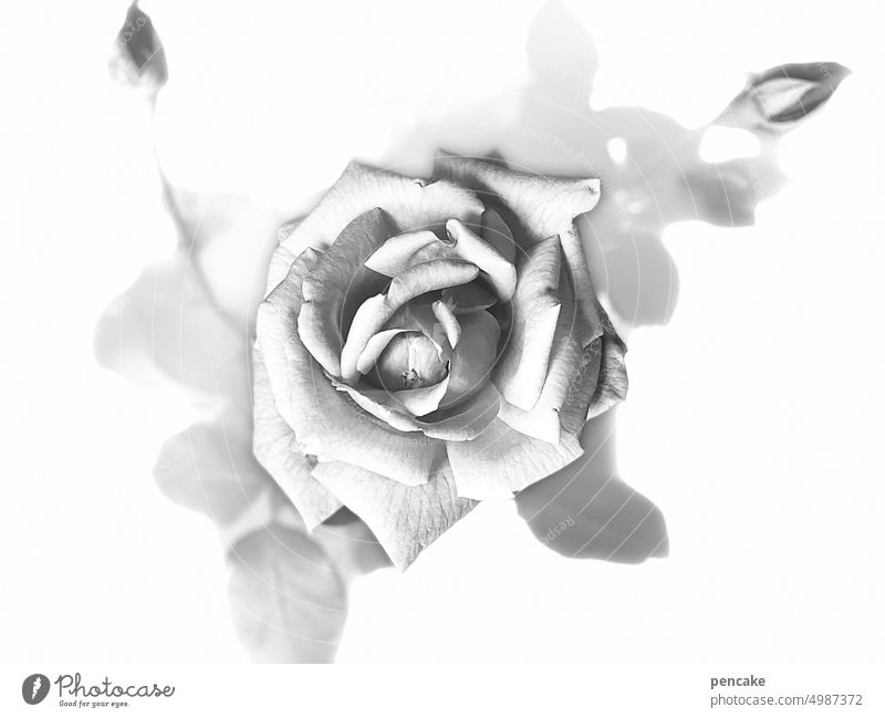 grau in grau | rose Rose Blume Blüte romantisch Nahaufnahme Romantik Sommer blühen Rosenblüte