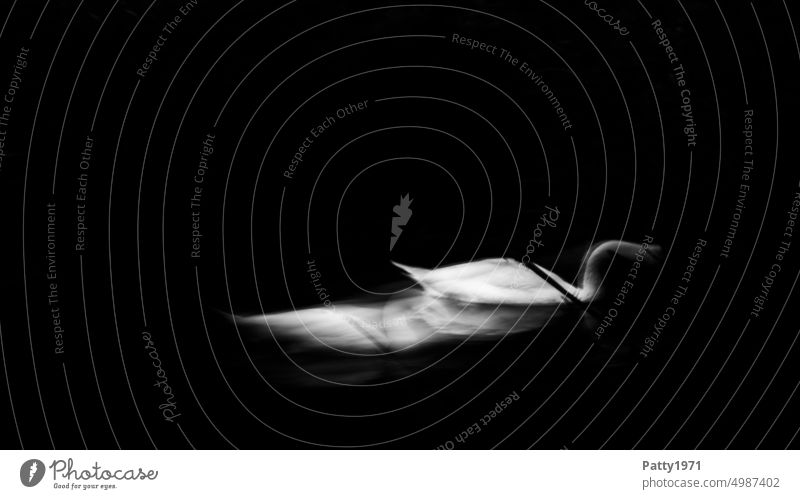 Schwan in abstrakter, bewegungsunscharfer ICM-Technik Bewegungsunschärfe geheimnisvoll abstrakte Fotografie mystisch Schwarzweißfoto verschwommen Vogel Tier