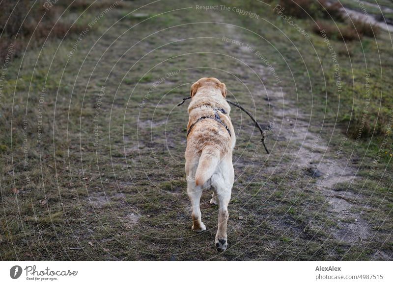 Blonder Labrador hat einen Stock im Maul und geht auf Feldweg voran Hund Haustier blond blonder Labrador gelber Labrador Der Beste Hund der Welt Pfoten grün