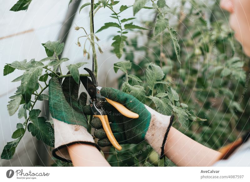Nahaufnahme eines Arbeiters beim Schneiden von Zweigen im Gewächshaus während eines Arbeitstages auf dem Land Person Ernte Landwirt Landwirtschaft wachsend