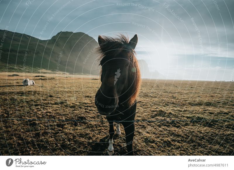 Wildes Islandpferd Weitwinkelbild Porträt während des Sonnenuntergangs. Wilde Tiere direkt in die Kamera Pferd Wiese wild Säugetier Mähne Ponys Tierwelt Kopf