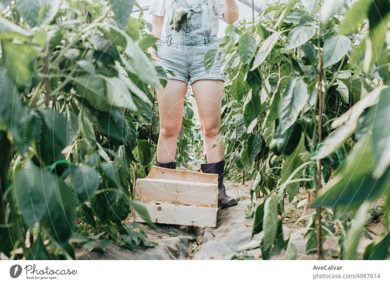 Nahaufnahme einer Gemüsekiste und eines Arbeiters, der neben den Zweigen steht. Ländliche Arbeit Wachstum Fotografie Frische Wahl Landwirt Lebensstile Kiste