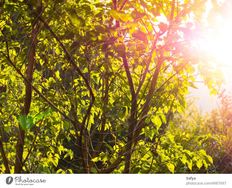 Hintergrund mit grünen Bäumen bei Sonnenuntergang Natur Wald Garten goldene Stunde Blatt Licht gerade natürlich im Freien Sommer Frühling Baum Ast Pflanze