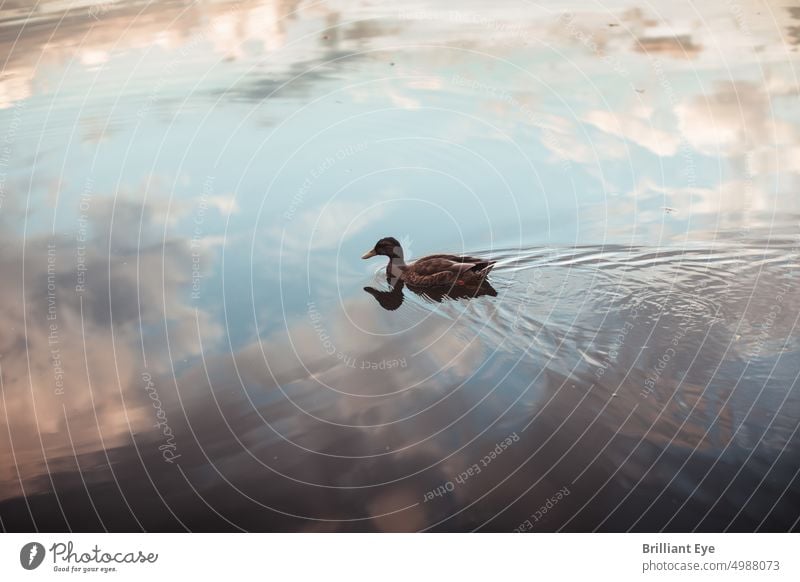 einzelne Ente schwimmt auf reflektierendem Teich blau fliegend Schwimmsport Szene Wolken Himmel Wellen Ufer Ansicht natürlich Wasser Hintergrund See