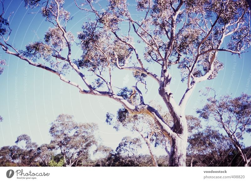 Australischer Gummibaum unter strahlender Sonne Natur Pflanze Himmel Wolkenloser Himmel Baum Blatt Wildpflanze Australien hell trocken blau Abenteuer