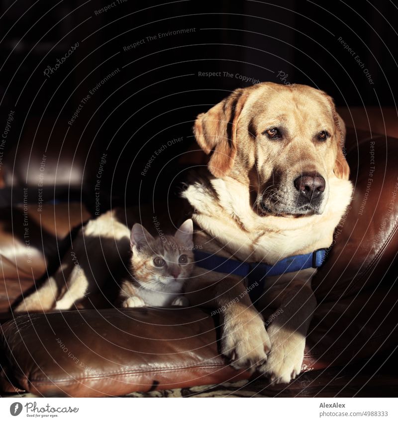 Asynchrone Freundschaft - Hund und Katze sitzen nebeneinander auf einer Sessellehne und schauen in der Abendsonne in die Kamera Kater Labrador Blonder Labrador