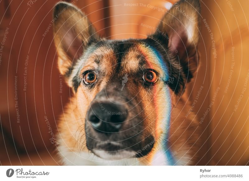 Reflexion eines mehrfarbigen Regenbogens auf dem Gesicht eines Hundes. Mischlingshund auf dem Boden liegend Indoor bezaubernd Tier Kunst schön züchten braun
