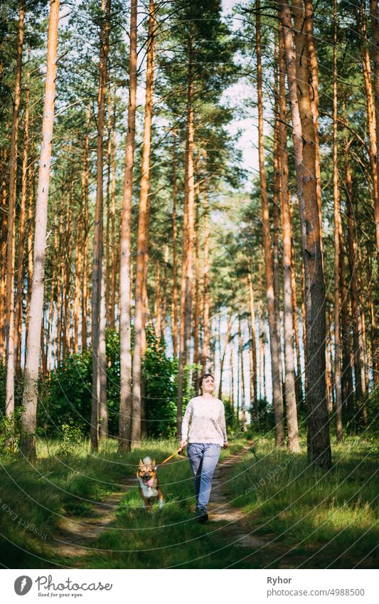 Aktive junge Erwachsene kaukasische Frau zu Fuß mit Haustier Hund im Sommer grünen Wald. Aktiver gesunder Lebensstil in der Natur aktiv Tier authentisch schön