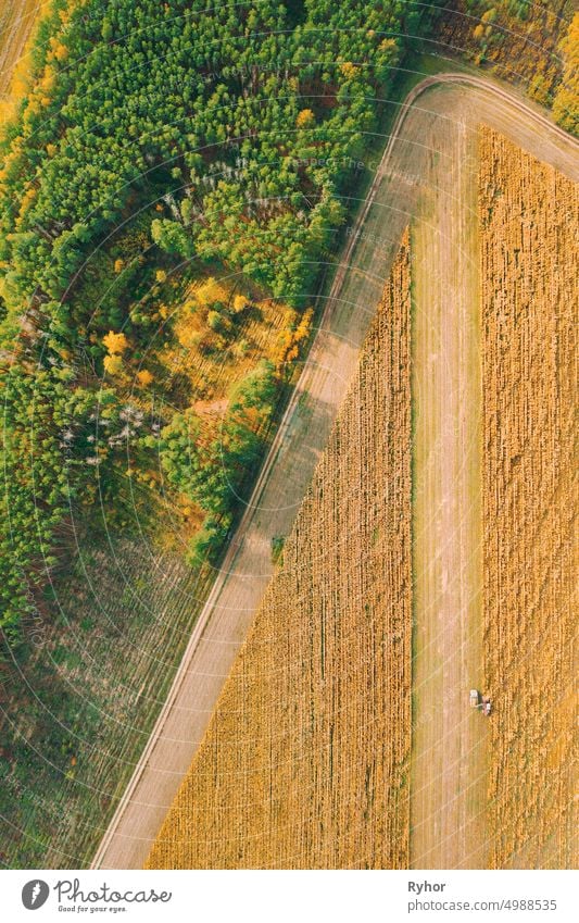 Luftaufnahme einer ländlichen Landschaft. Mähdrescher und LKW arbeiten zusammen auf dem Feld, sammelt Saatgut. Ernte von Weizen im Herbst. Landwirtschaftliche Maschine Sammeln Golden Ripe. Vogelperspektive Drohne Ansicht