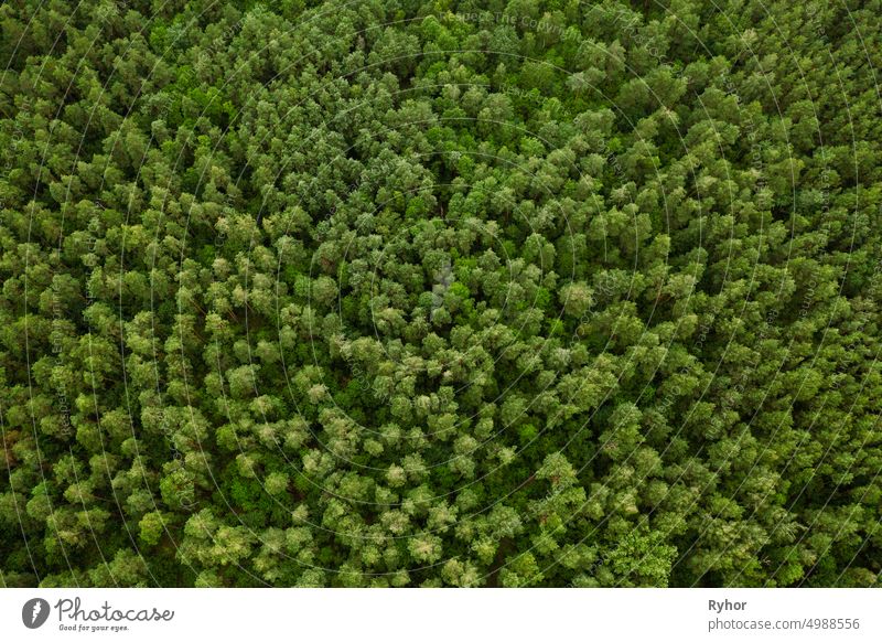 Aerial View Of Green Forest Landschaft. Top View From High Attitude In Summer Evening. Natürliche Kulisse Hintergrund des Laubwaldes. Drone Ansicht. Vogelperspektive Ansicht