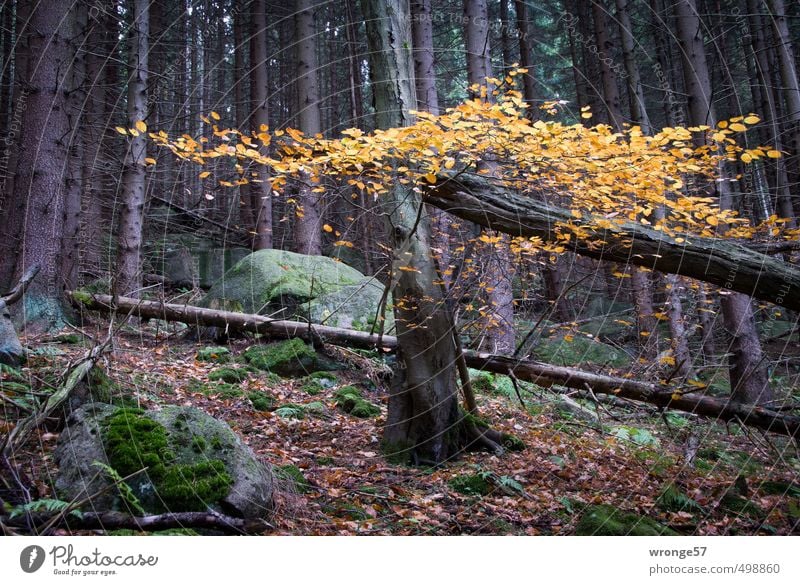 Herbstfarben Natur Pflanze Baum Blatt Laubbaum Wald Hügel Harz natürlich braun gelb Waldboden Herbstlaub herbstlich Mischwald Farbfoto Gedeckte Farben