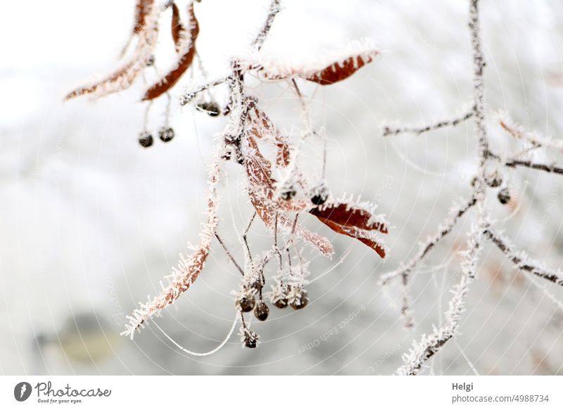Raureif an Erlenzweigen mit vertrockneten Blättern und Erlenzapfen Winter Kälte Frost kalt frostig gefroren Zweig Blatt frieren Natur Außenaufnahme winterlich