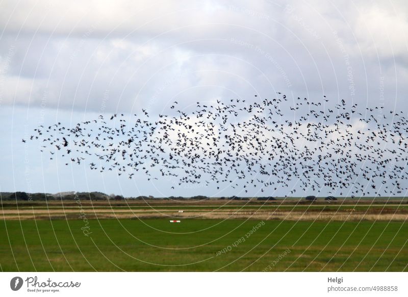 ein großer Schwarm Vögel fliegt vor bewölktem Himmel über einer Wiese Vogelschwarm viele Wolken fliegen Spätsommer Freiheit Natur Vogelflug frei Wildtier