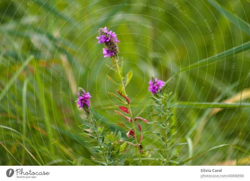 Nahaufnahme von violetten Blutweiderich Blumen mit wilden grünen verschwommenen Hintergrund Flora natürlich Pflanze Feld Blüte geblümt purpur Makro Sommer schön