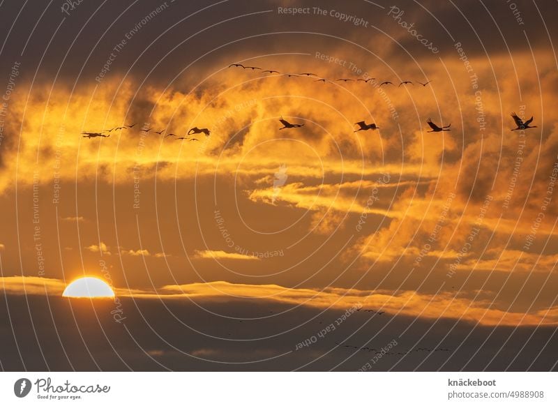 kranichzug Kraniche Himmel Herbst Zugvögel Vogelschwarm Zugvogel Wildtier Vogelzug fliegen Sonnenuntergang Sonnenlicht Licht Freiheit Wolken