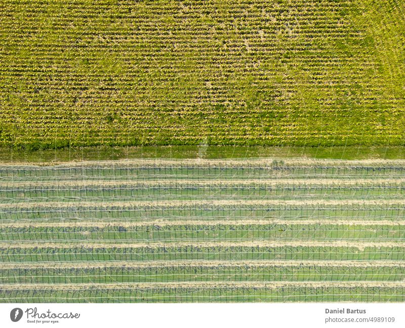 Panorama eines Ackers mit Birnbäumen, über denen ein Hagelnetz hängt landwirtschaftlich Ackerbau Apfel Ast Kaukasier Bodenbearbeitung Bauernhof Landwirtschaft