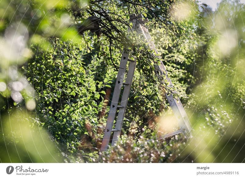 Obsternte: eine Steh-Leiter zwischen Bäumen Natur Garten Außenaufnahme Sonnenlicht Leitersprosse Obstgarten Obstbaum grün Baum Ernte Blatt Blätter Äste